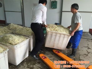 創(chuàng)業(yè)就選芽苗菜豆芽機,四季陽光食品機械,豆芽機